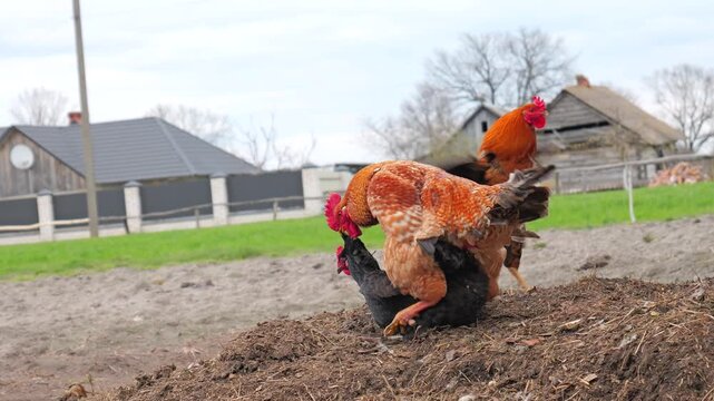 Roosters mating with a hen on a farm, natural animal behavior in rural yard