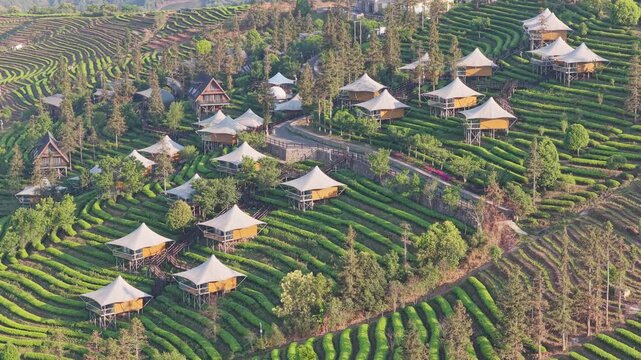 Aerial view of glamping tents nestled among terraced tea plantations and lush green hills in Puer, Yunnan, China.