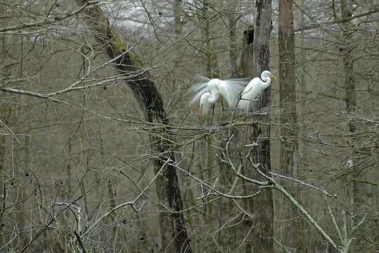 Mating season in the swamps of Louisiana - The great egret male is doing his mating dance for a female who doesn't seem to be interested