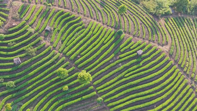 Aerial view of lush terraced tea plantations with curved rows of green bushes and scattered trees under soft sunlight in Puer, Yunnan, China.