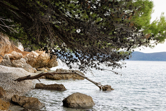 Beach with trees and wilderness near Igrane on the Makarska Riviera in cloudy weather in late summer