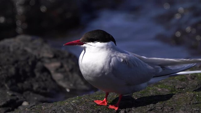 An adult Arctic tern (Sterna paradisaea) standing on the rocks near the sea