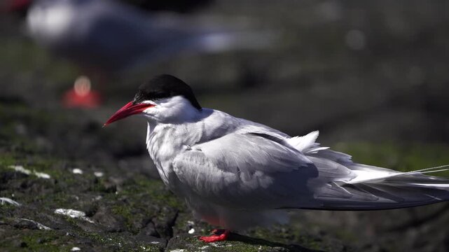 An adult Arctic tern (Sterna paradisaea) preening its feathers while standing on the rocks near the sea.