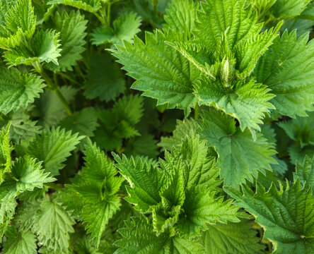 Fresh green stinging nettle leaves