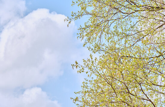 満開のシラカバの花と白い雲 Blooming birch flowers and white clouds
