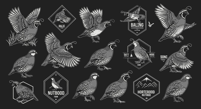 Vintage quail illustrations and badges on black background for design