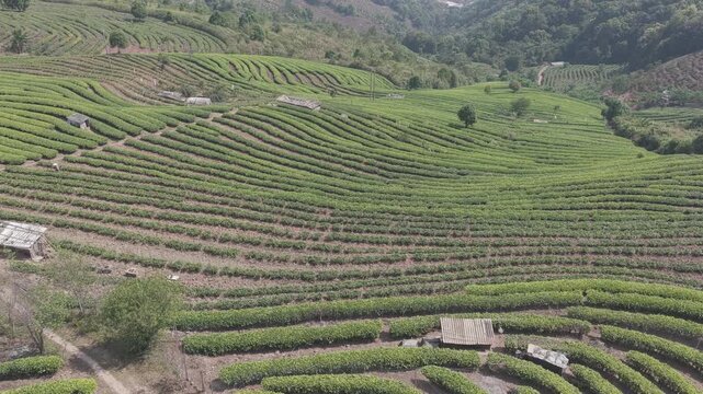 Aerial view of terraced tea plantations with small wooden huts on rolling hills in Puer, Yunnan, China.