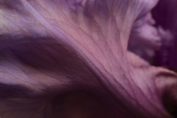 Naklejka premium Smoke close-up selective soft focus lilac, violet Iris Flower Petals, leaf. Macro blur natural art abstract background.