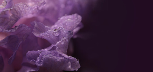 Obraz premium Close-up selective soft focus violet lilac Iris Flower bud Petals with Water Drops. Natural art smoke blur background.