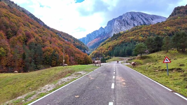 Driving through the Anso Valley to Zuriza, Valles Occidentales Natural Park in the Pyrenees, Aragon, Spain in Europe