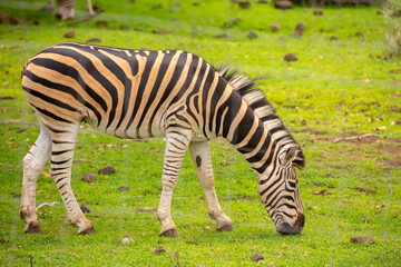 Fototapeta premium Zebras walking in a green meadow and eating grass. African zebras in the savannah. Wild animals in their natural habitat.