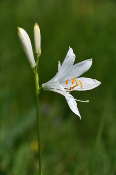 St. Bruno's Lily (Paradisea liliastrum)
