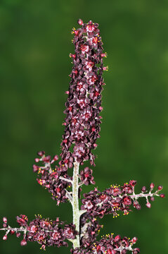 Black Hellebore (Veratrum nigrum)