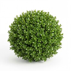 Fototapeta premium A small, round, green bush with dense foliage against a white background