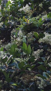 Waxleaf privet shrub in bloom with white flower clusters, slow motion vertical shot