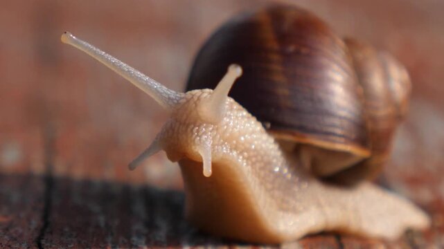 Extreme close up of a common garden snail with a brown shell slowly crawling on a wooden surface, moving its tentacles and looking around. The mollusk glides forward in its natural environment
