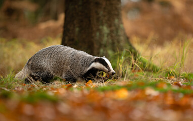 Badger close up ( Meles meles ) © Piotr Krzeslak