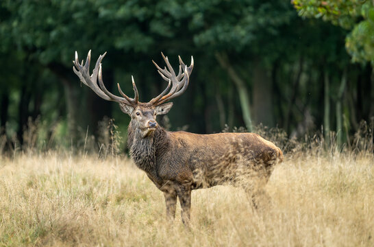 Deer male buck ( Cervus elaphus ) during rut