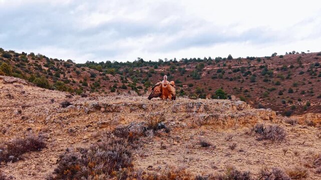 Griffon vulture with spread wings on desert plateau. Large bird of prey standing on rocky ground in arid landscape of Teruel.