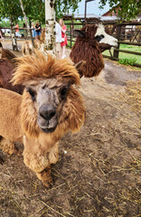 Fototapeta premium Funny hairy brown alpaca at the farm close-up portrait. High quality photo