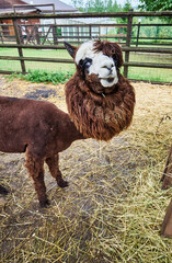 Fototapeta premium Funny hairy brown and white alpaca at the farm close-up portrait. High quality photo