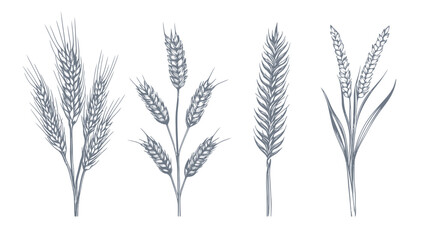 Fototapeta premium Hand-drawn illustrations of different wheat sprigs in a grey-blue color on a white backdrop
