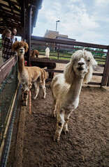 Fototapeta premium Two hairy alpacas standing in a pen at the zoo. High quality photo