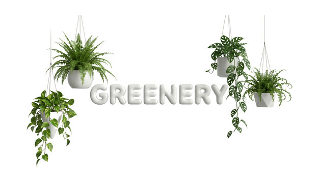 Collection of 3D hanging indoor plants with fern and monstera on white background