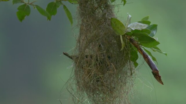 Red-rumped Cacique (Cacicus haemorrhous) Building Hanging Nest in rainy Tropical Rainforest