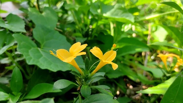 Yellow Porcupine flower (Barleria prionitis) blooming in garden, close up of porcupine flower with green leaves background. Perfect for nature-themed projects, botanical studies, and herbal medicine.