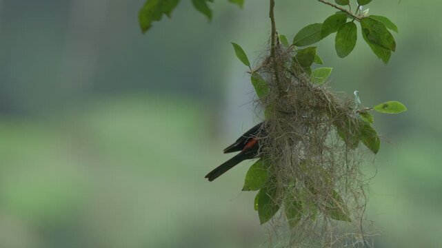 Red-rumped Cacique (Cacicus haemorrhous) Building Hanging Nest in Tropical Rainforest
