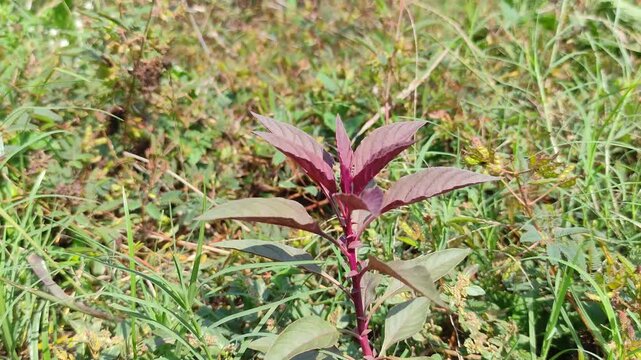 Red amaranth plant (Amaranthus tricolor) growing among green grass in the field under bright sunlight. Perfect for themes related to organic farming, botanical studies and herbal medicine