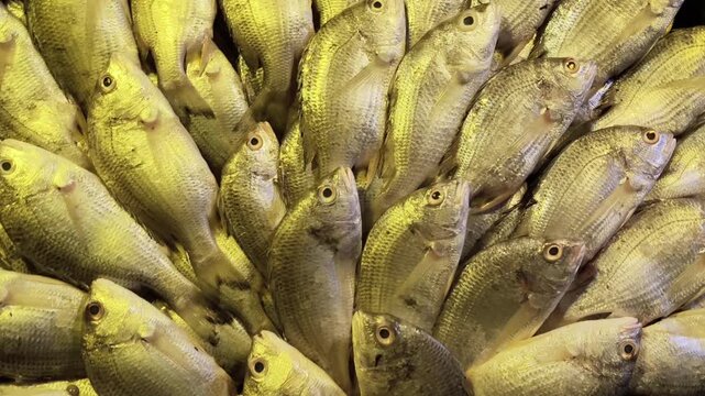 Fresh Datina fish arranged in a floral pattern at a busy Bangladesh market, showcasing local catch, rich protein nutrition, healthy diet choice, omega benefits, and traditional seafood presentation