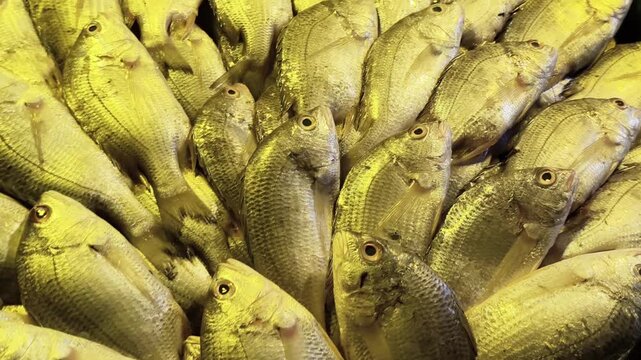 Fresh Datina fish arranged in a floral pattern at a busy Bangladesh market, showcasing local catch, rich protein nutrition, healthy diet choice, omega benefits, and traditional seafood presentation