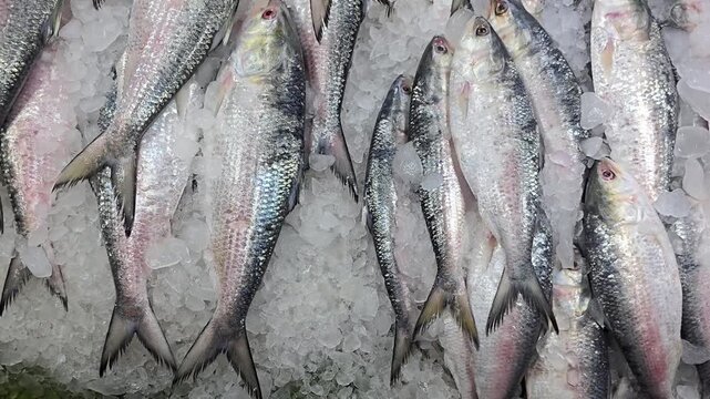 Fresh Hilsa Ilish fish on ice at a Bangladesh market, prized for omega-3, high protein and flavor. Also called Tenualosa ilisha, ilish maach, hilsa shad, a healthy staple for balanced diet lovers