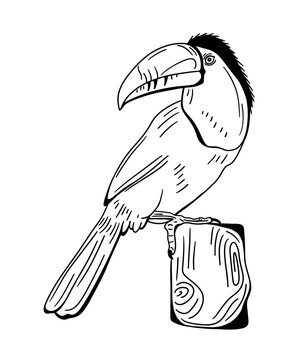 Toucan bird outline in vector for tattoos or coloring book