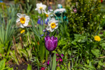 Fototapeta premium Purple Tulip Blooming in Spring Garden. Close-up of a purple tulip in focus with daffodils and lush greenery blurred in the background, capturing a colorful spring garden scene.