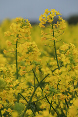Obraz premium rape seed field