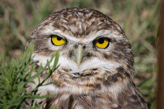 Mirada de buho penetrante en la naturaleza