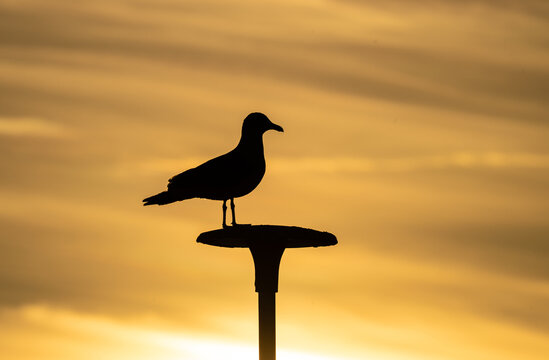 Silhouette of common gull Larus canus perched on pole at golden sunset sky.