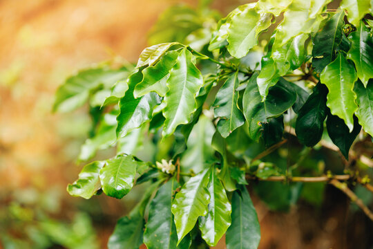 Coffee plant leaves under warm sunlit plantation canopy