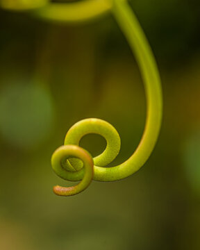 Close up of vibrant green curled fern fiddlehead Pteridium aquilinum emerging in natural soft background.