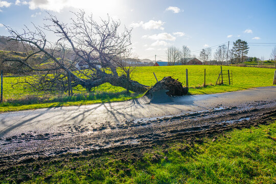 Muddy rural road with fallen tree and tire tracks in wet countryside environment.