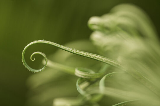 Macro view of fern fiddlehead Pteridium aquilinum curling in soft green light symbolizing growth.
