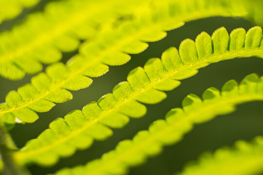 Bright green fern fronds closeup showing repeating natural patterns and fresh spring growth.