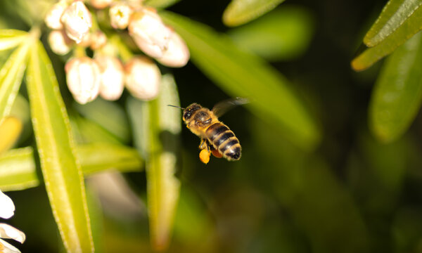 Abeille en vol r&eacute;coltant son pollen