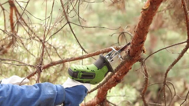 Gardener cuts dry pine branch with cordless reciprocating saw. Hand in protective glove holds tool while working. Close-up of tree care process. Using reciprocating saw for tree pruning