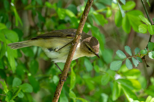 ZilipZalp im Fr&uuml;hjahr - Vogel