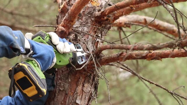 Gardener cuts dry pine branch with cordless reciprocating saw. Hand in protective glove holds tool while working. Close-up of tree care process. Using reciprocating saw for tree pruning