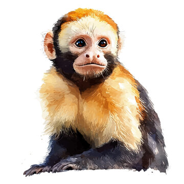 watercolor of Capuchin Monkey vector painting, isolated on a white background.